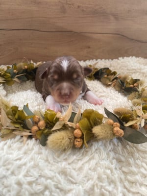 Les chiots de Berger Américain Miniature 