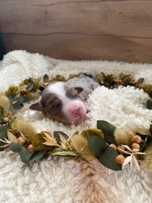 Les chiots de Berger Américain Miniature 