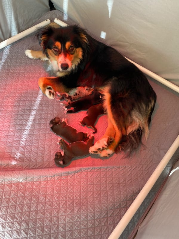 Berger Américain Miniature  - de la Terre de Fidja