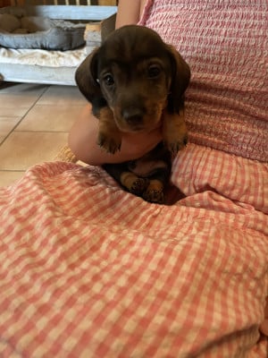 Les chiots de Teckel poil dur