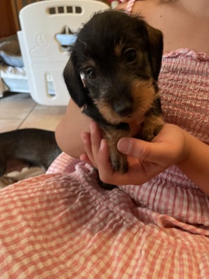 Les chiots de Teckel poil dur