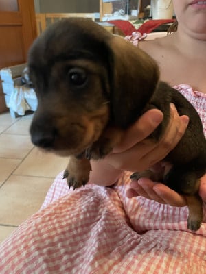 Les chiots de Teckel poil dur