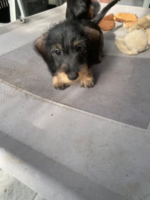 Les chiots de Teckel poil dur