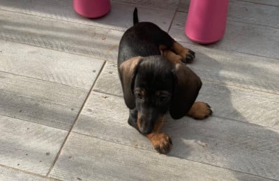 Les chiots de Teckel poil dur