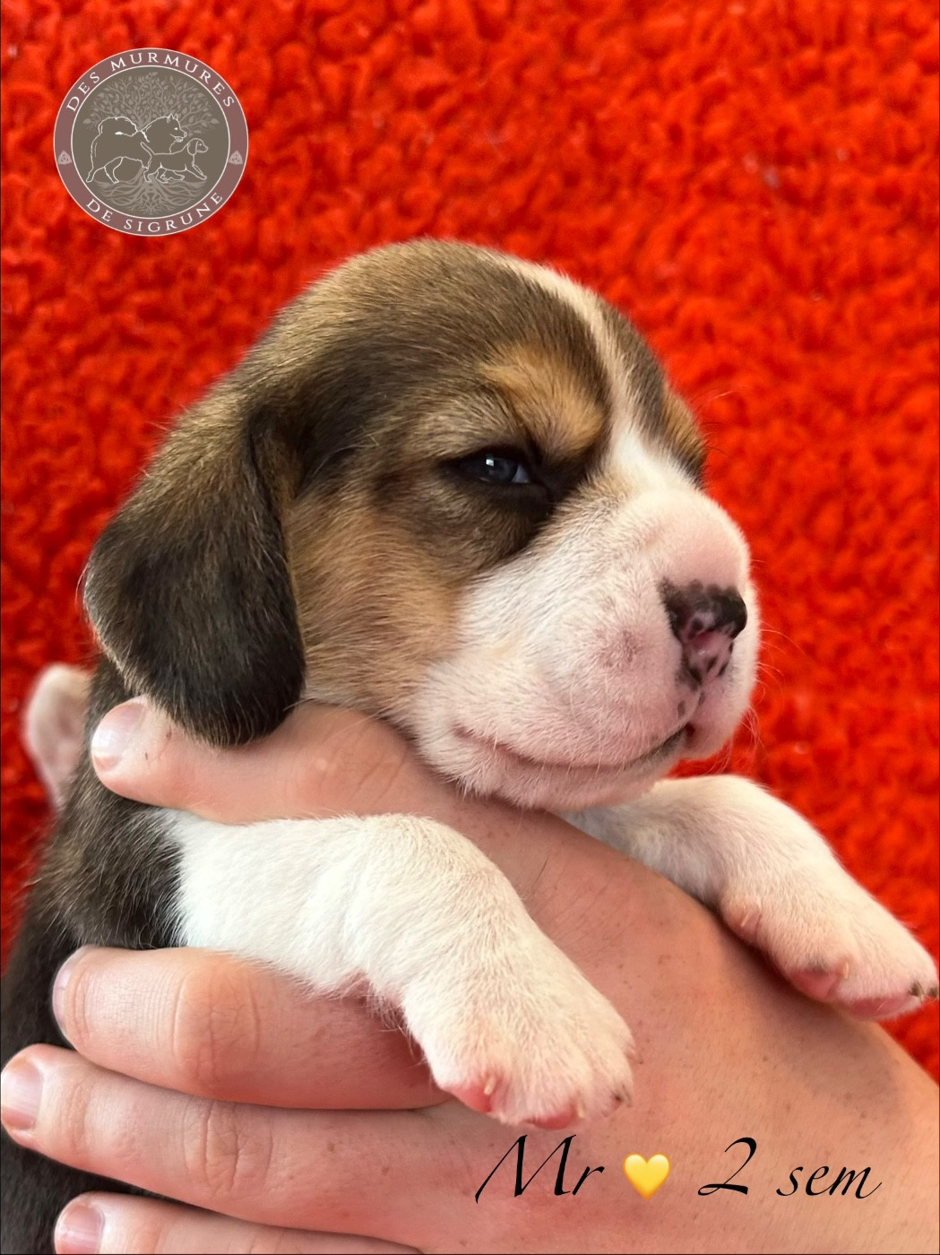 Mr jaune - Beagle