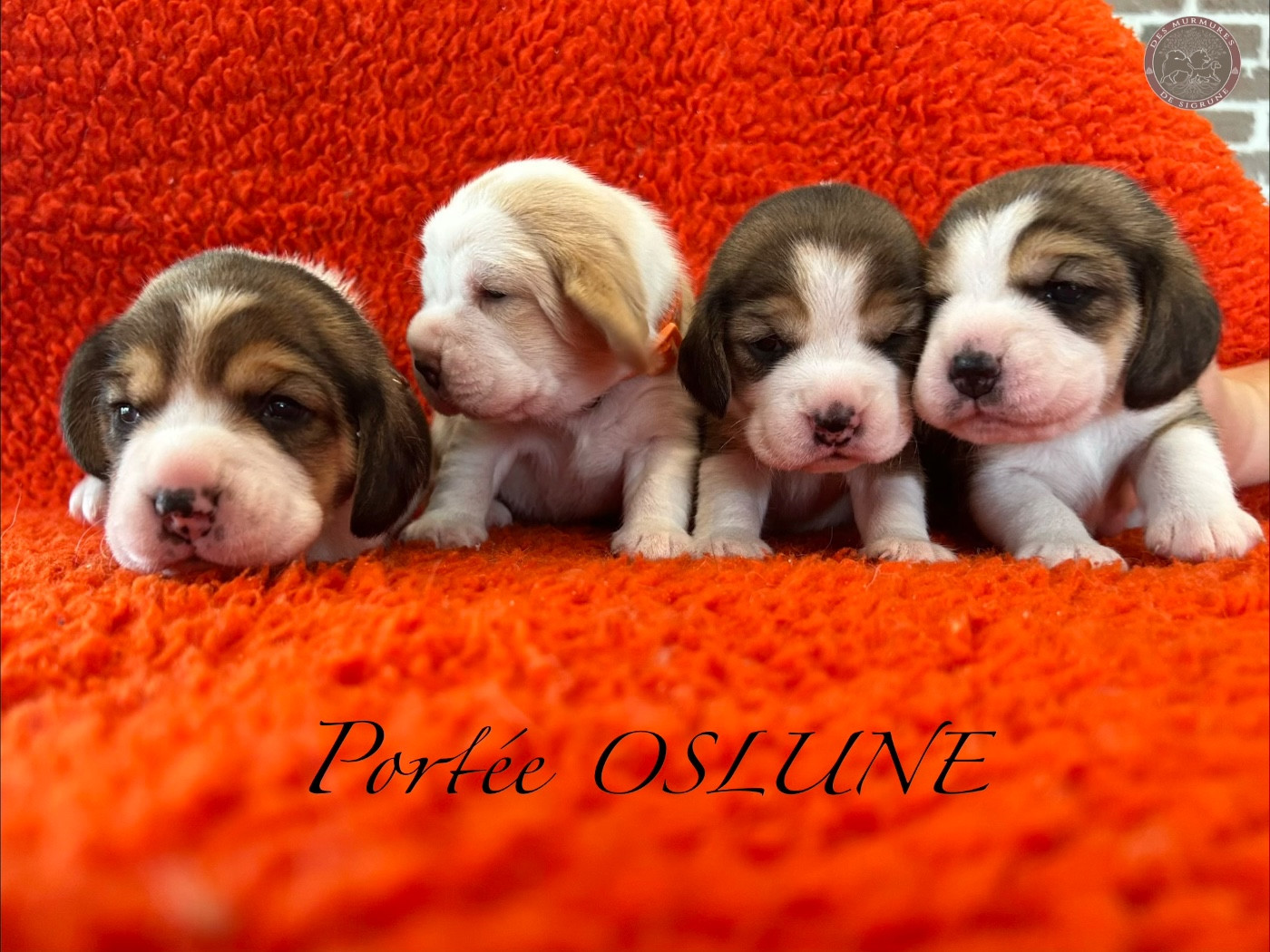 Beagle - Des Murmures De Sigrune