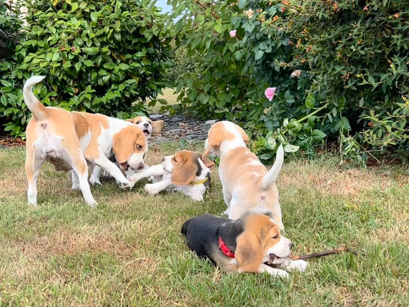 Beagle - Des Murmures De Sigrune