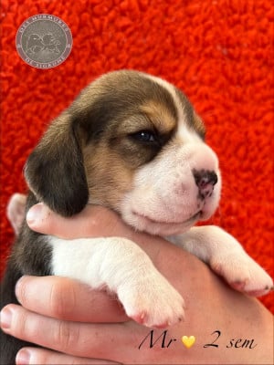 Les chiots de Beagle
