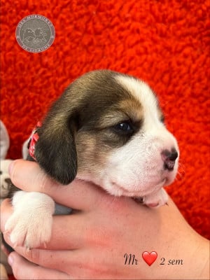 Les chiots de Beagle