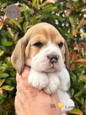 Les chiots de Beagle