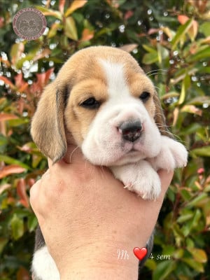 Les chiots de Beagle