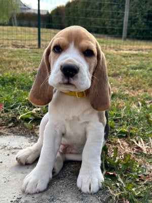 Les chiots de Beagle