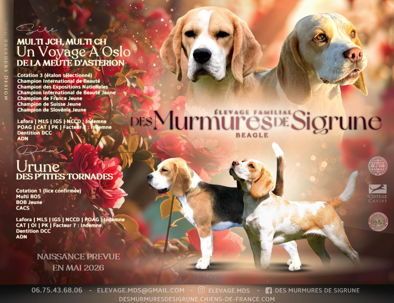 Beagle - Des Murmures De Sigrune