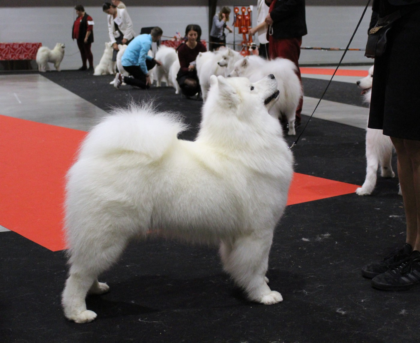 JCH. Under the Stars Ankaa Swirls Of Light