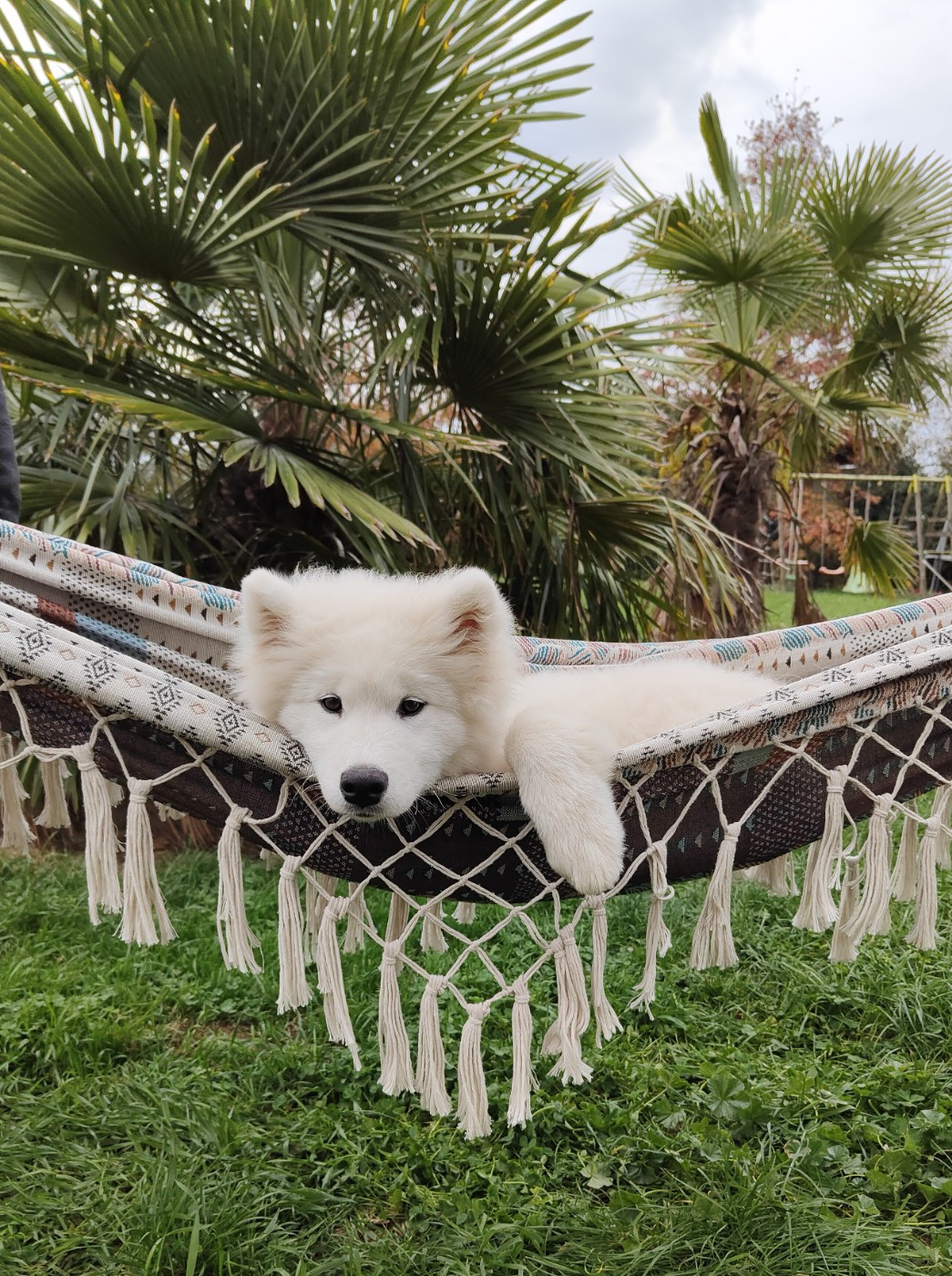 Astral Mist  Swirls Of Light