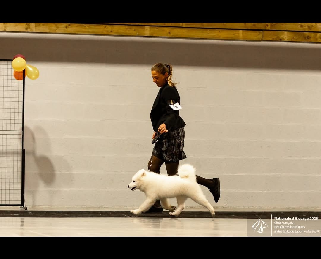 Astral Mist  Swirls Of Light