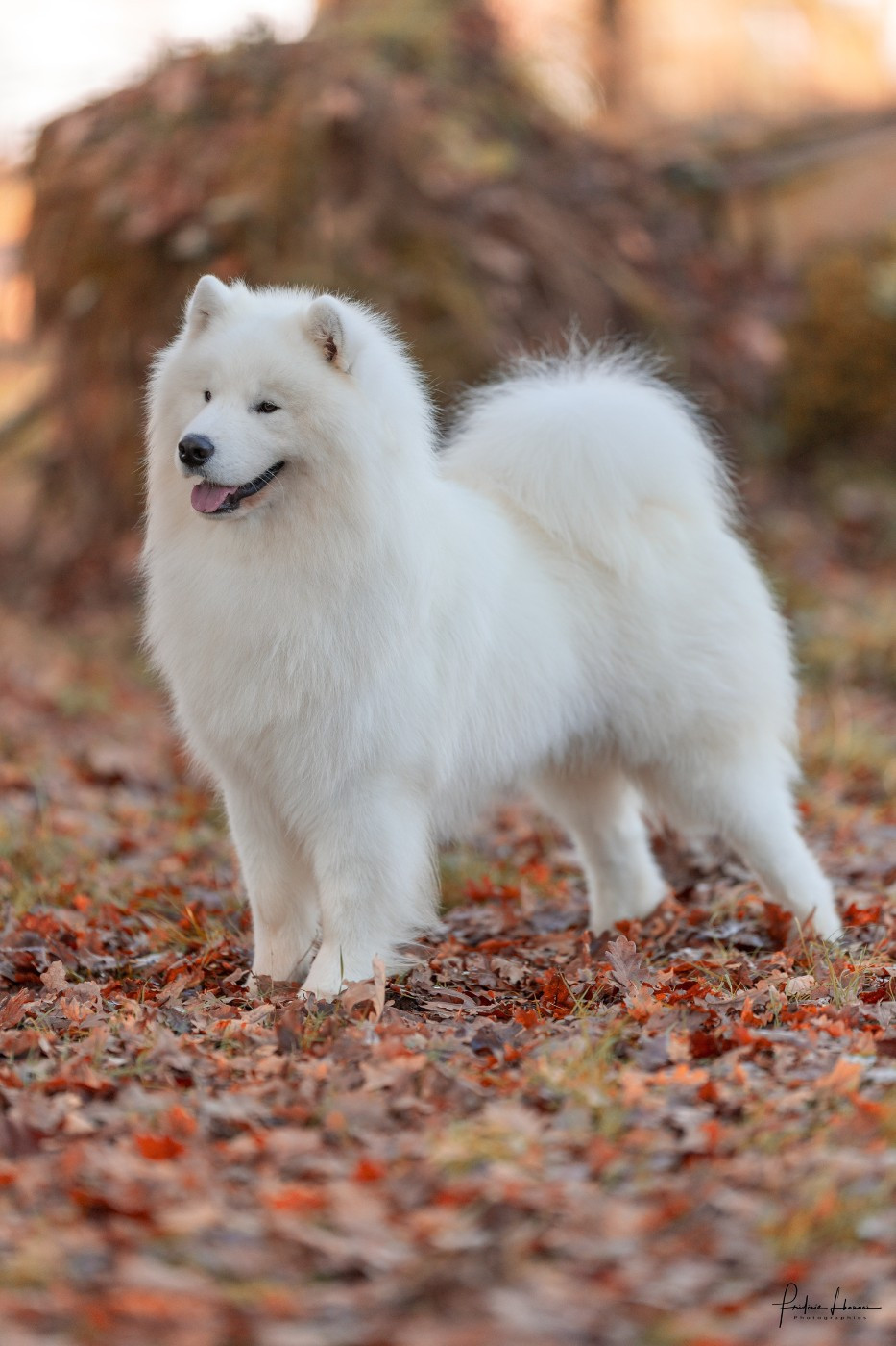 JCH. Viaggio idro Swirls Of Light