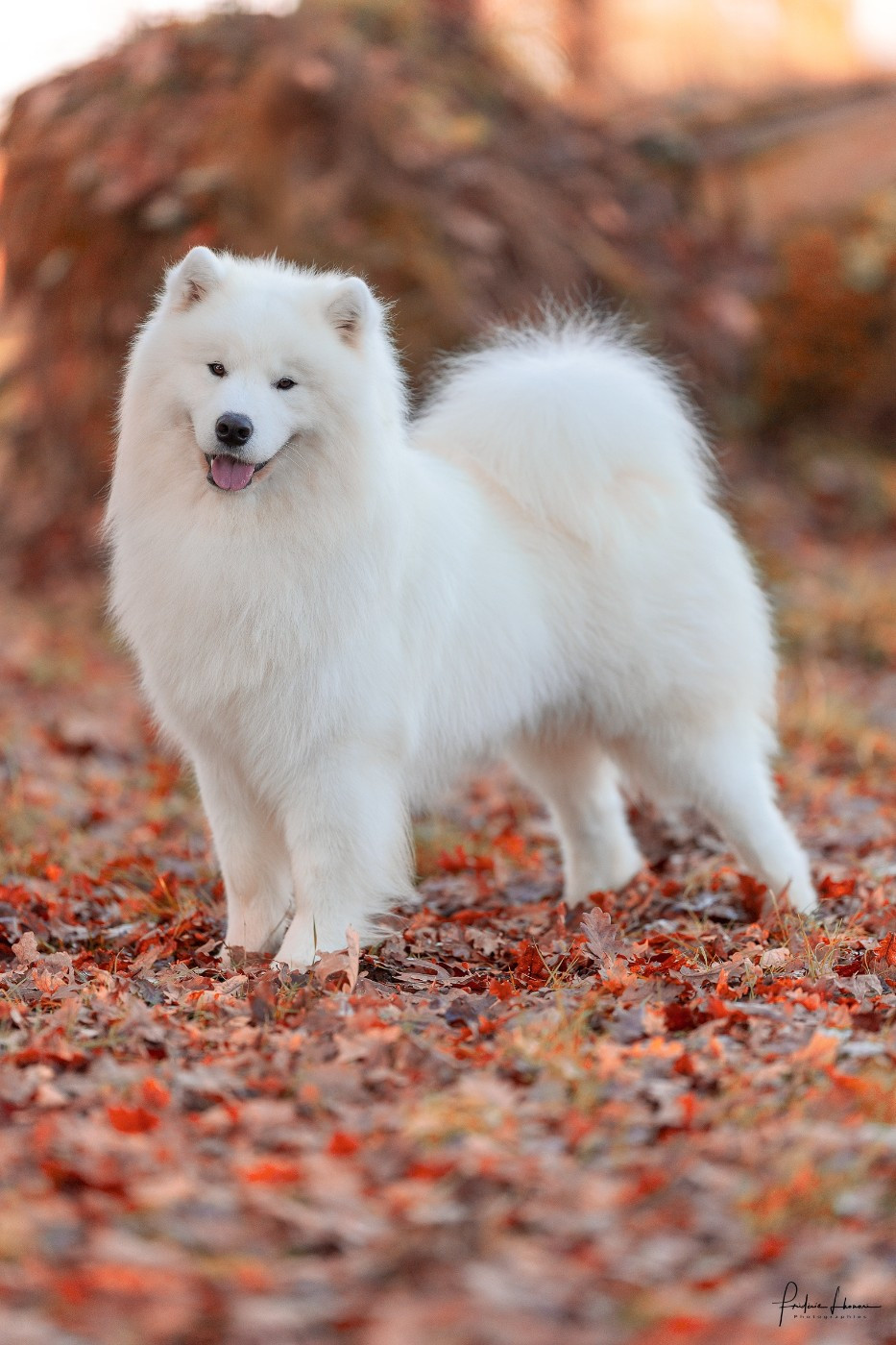 JCH. Viaggio idro Swirls Of Light