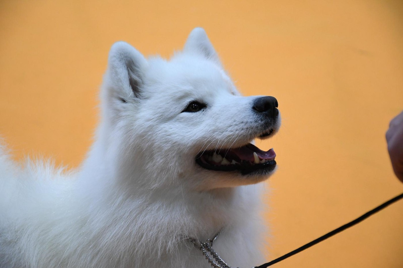 CH. JCH. Under the Stars Ankaa Swirls Of Light