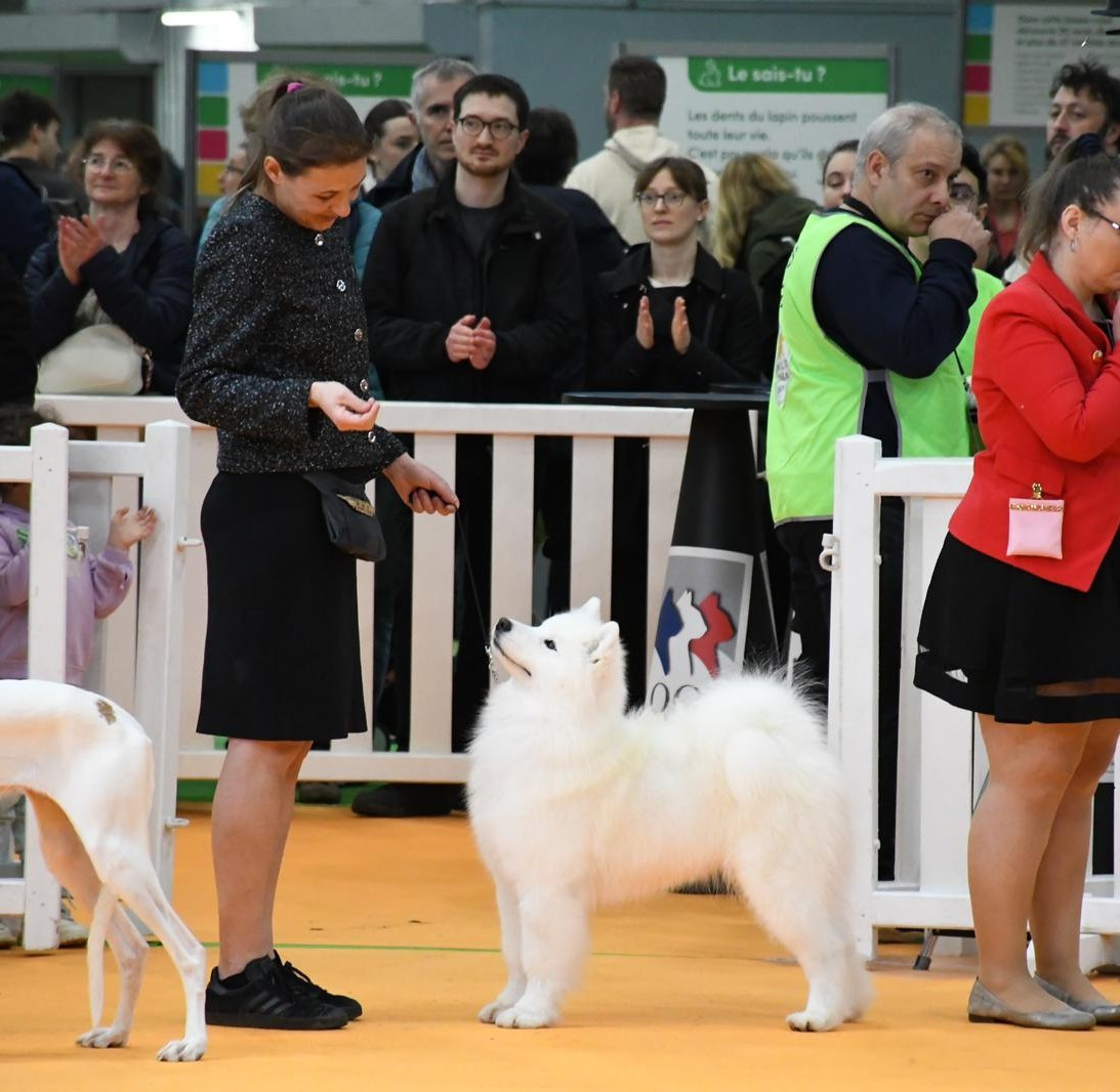 CH. JCH. Under the Stars Ankaa Swirls Of Light