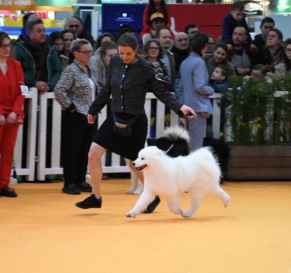 CH. JCH. Under the Stars Ankaa Swirls Of Light