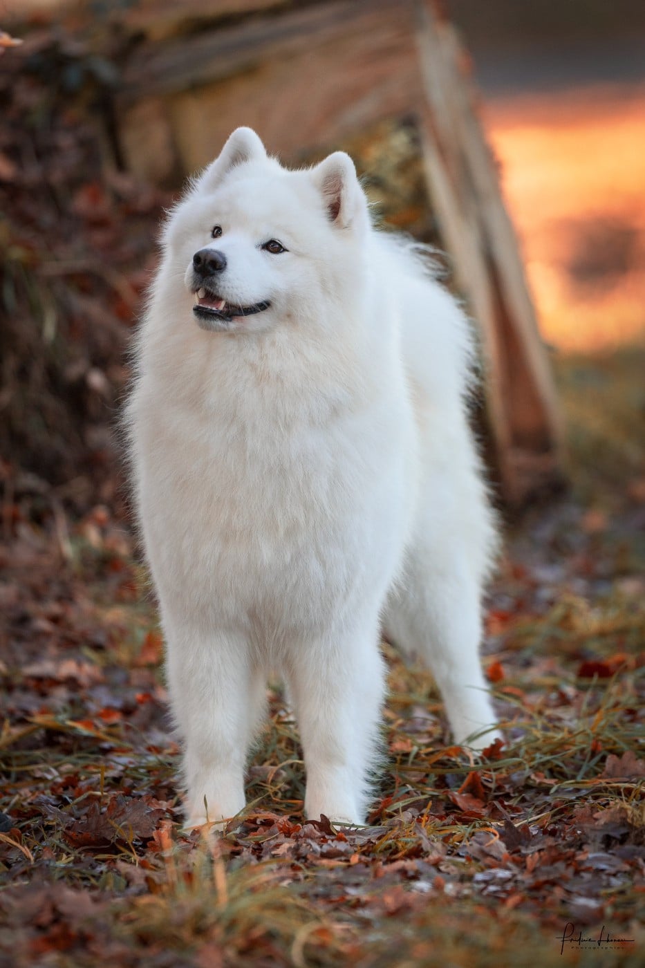 CH. JCH. Under the Stars Ankaa Swirls Of Light