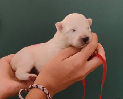 Les chiots de Samoyède