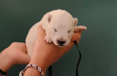 Les chiots de Samoyède