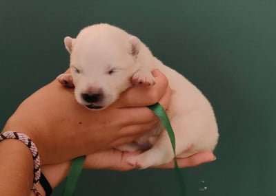 Les chiots de Samoyède