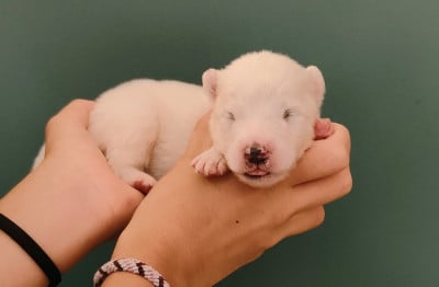 Les chiots de Samoyède