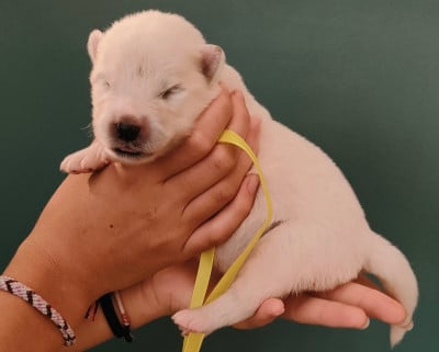 Les chiots de Samoyède