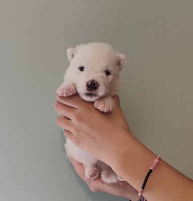 Les chiots de Samoyède