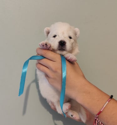 Les chiots de Samoyède