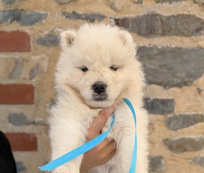 Les chiots de Samoyède