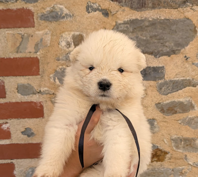 Les chiots de Samoyède