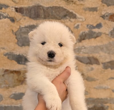Les chiots de Samoyède