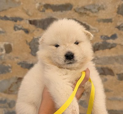 Les chiots de Samoyède