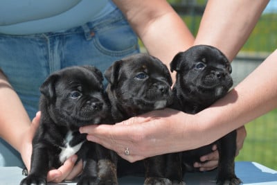 Les chiots de Staffordshire Bull Terrier