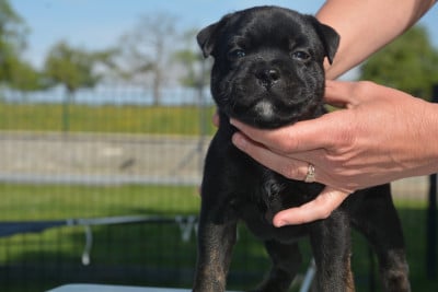 Les chiots de Staffordshire Bull Terrier