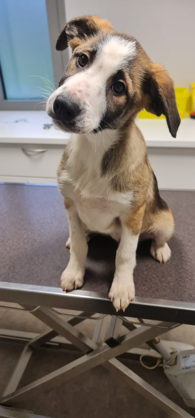 Ace Ar Kerangwenn - Border Collie