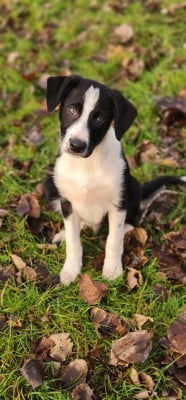 Les chiots de Border Collie