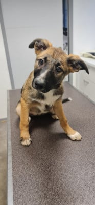 Les chiots de Border Collie