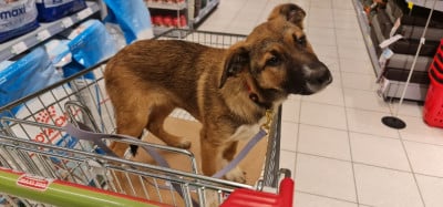 Les chiots de Border Collie