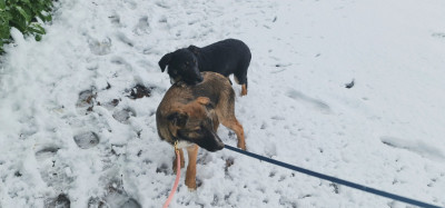 Les chiots de Border Collie