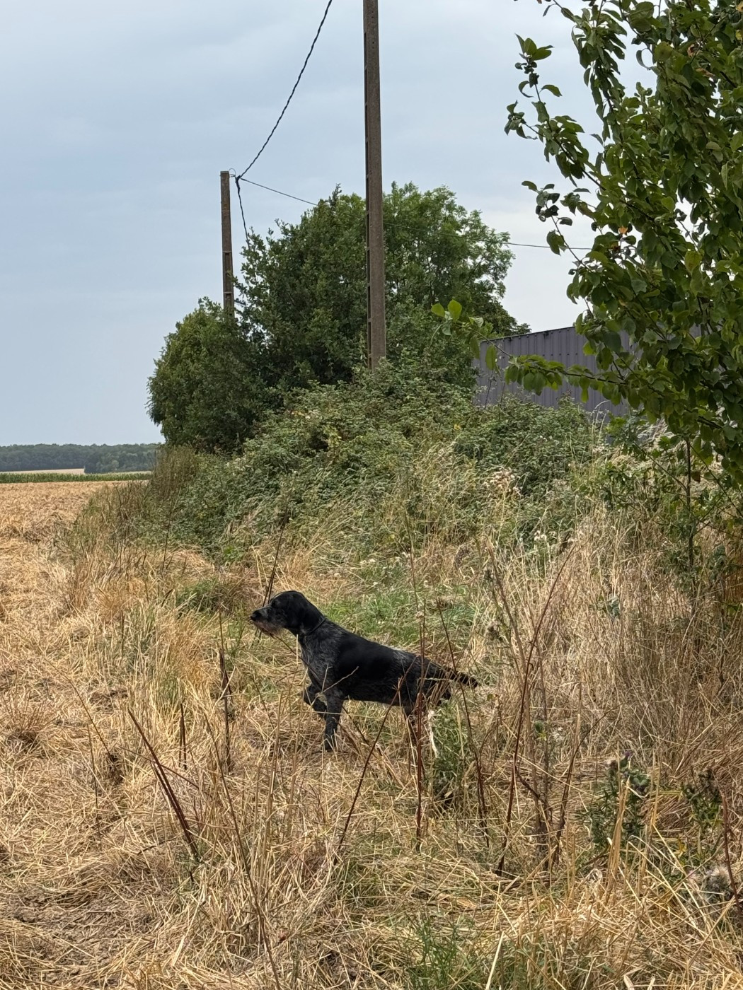 Same du clos d'ailly