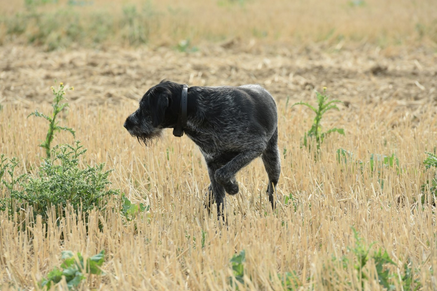 Same du clos d'ailly