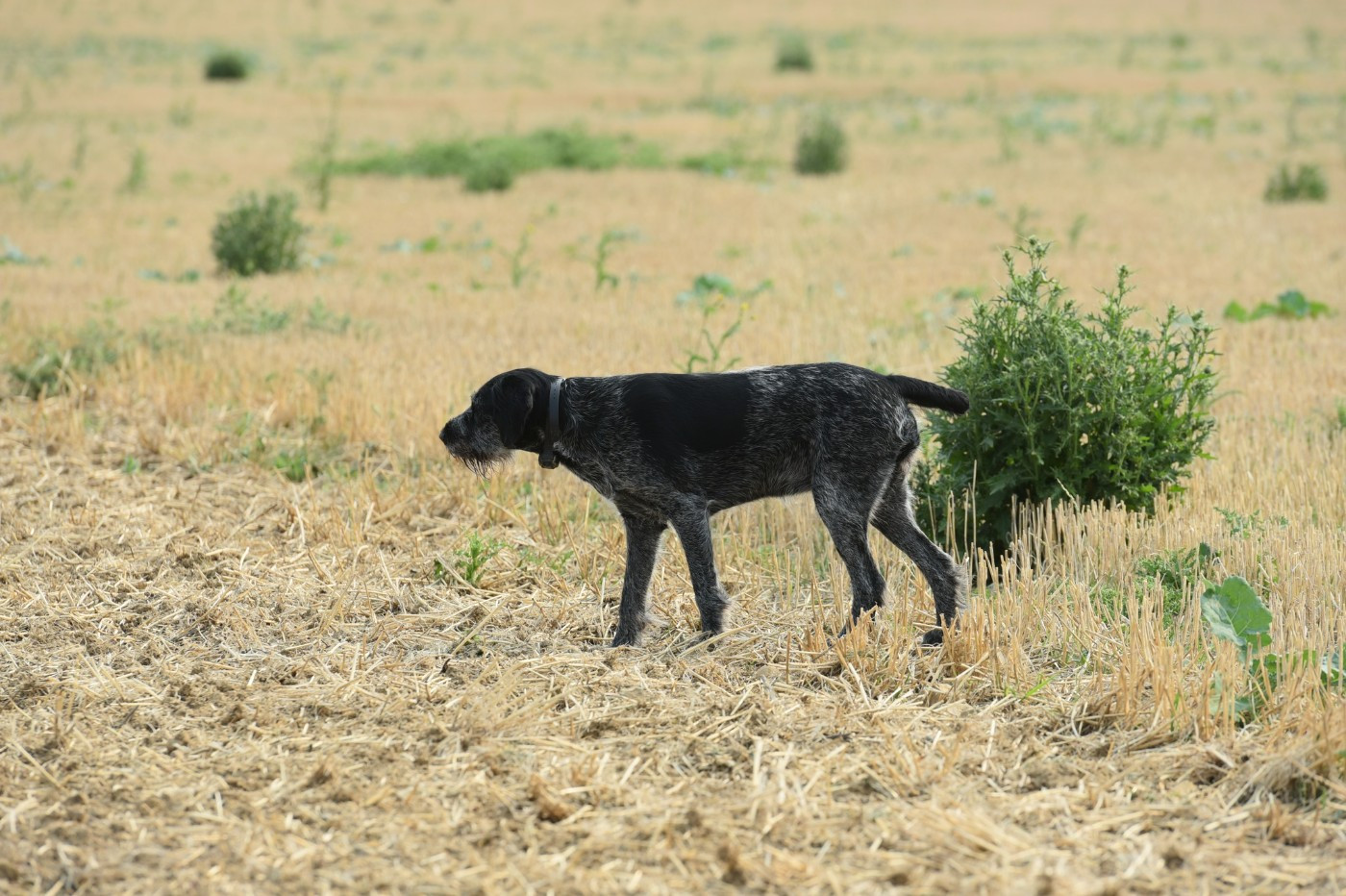 Same du clos d'ailly