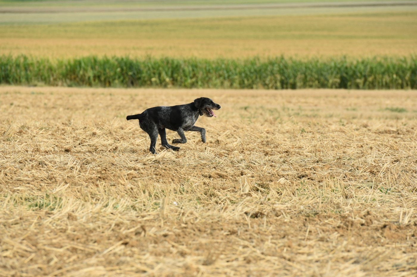 Same du clos d'ailly