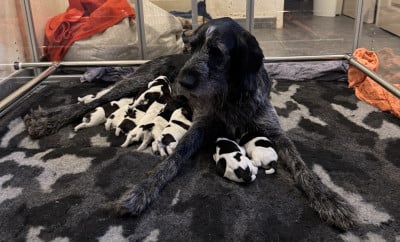 Les chiots de Chien d'arrêt allemand à poil dur