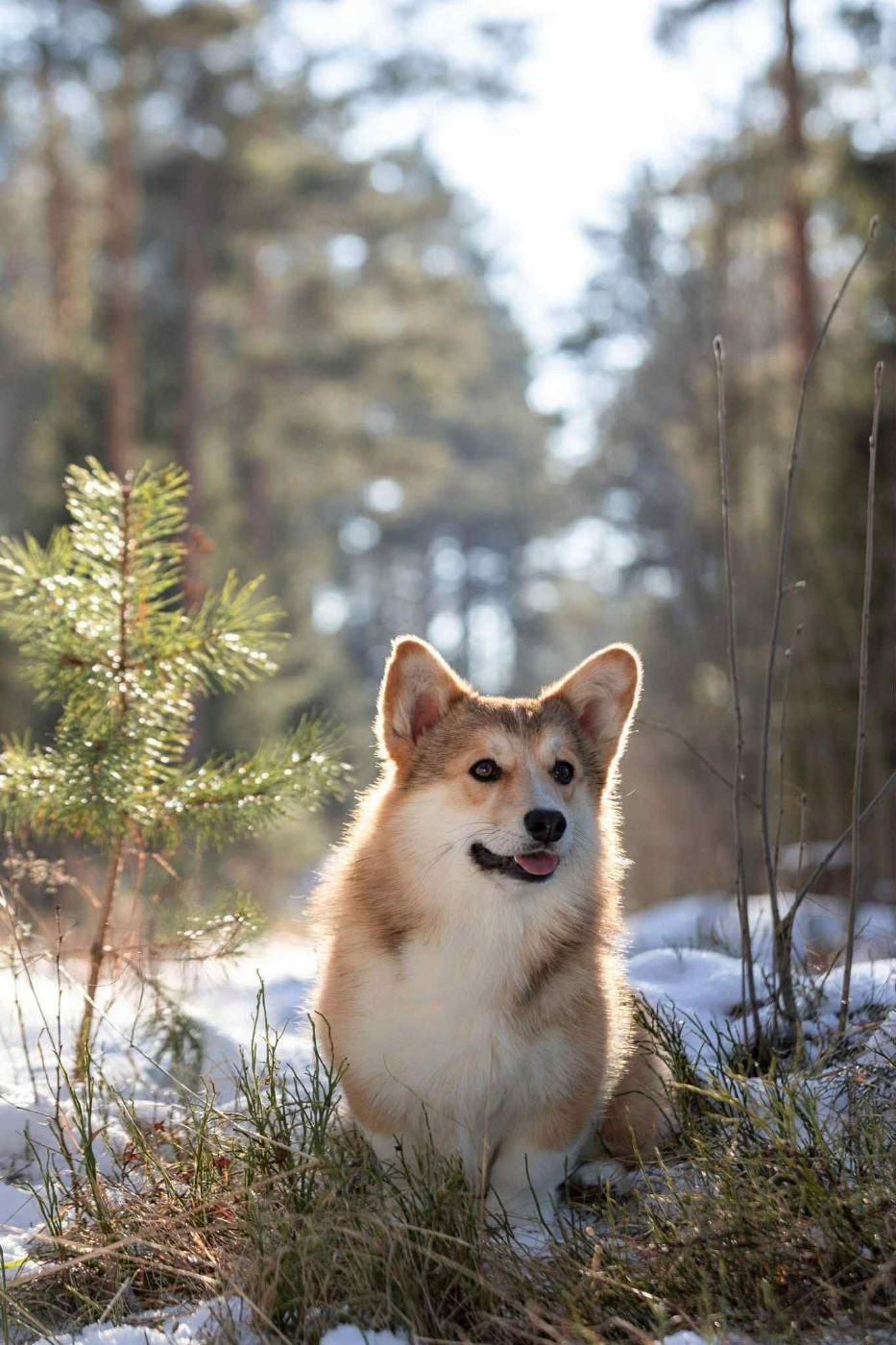 right hunter Keeper of the stars